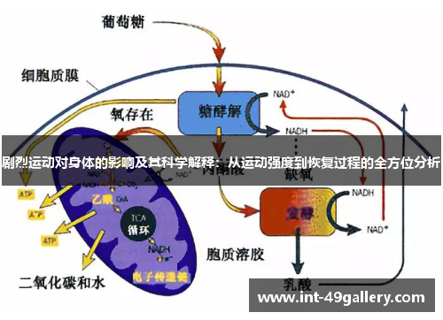 剧烈运动对身体的影响及其科学解释：从运动强度到恢复过程的全方位分析